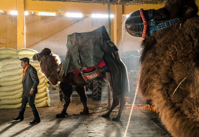 Inside a Turkish Camel-Wrestling Festival